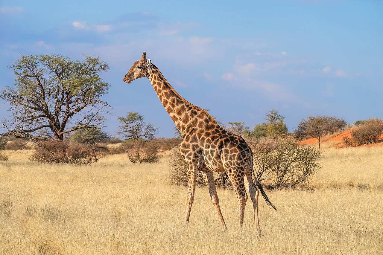Giraffe on safari at Busch Gardens Tampa